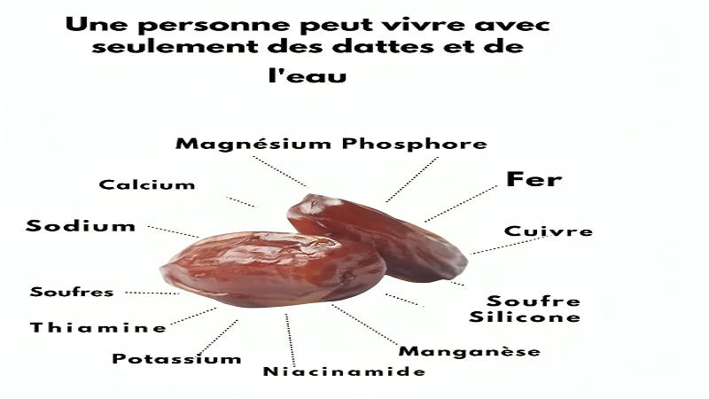 les dattes, un joyau énergétique naturel.